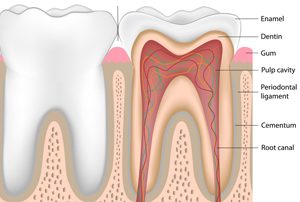 Anatomy of a Tooth