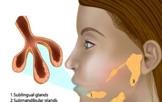 Saliva Glands